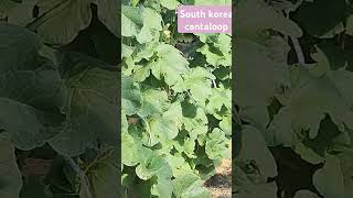 cantaloop cultivation in korea 한국에서의 캔탈루프 재배 [upl. by Eetak]