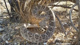 Western Diamondback Rattlesnake wakes up suddenly [upl. by Sema]