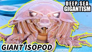 Giant Isopod Facts DEEP SEA GIGANTISM  Animal Fact Files [upl. by Gonsalve]