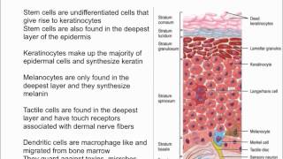 Cells of the Epidermis [upl. by Zwiebel]