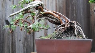 Skeleton Potentilla Bonsai [upl. by Nerw]