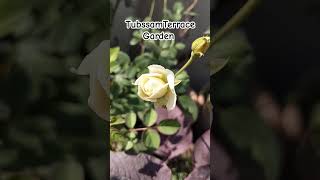 FabolousRose garden shortvideo shortfeed gardening trendingvideo Ytshorts [upl. by Teagan284]