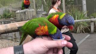 Lorikeet Lagoon Chessington World of Adventures [upl. by Acsicnarf230]