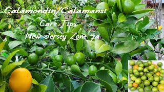 Calamondin or Calamansi care tips growing in Zone 7a or colder climate  Bountiful indoor calamondin [upl. by Ade]