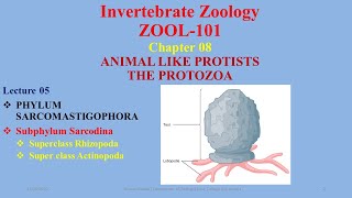 Subphylum Sarcodina Superclass Rhizopoda Actinopoda Heliozoans Actinopoda Amoeba [upl. by Yoho727]