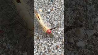 Tussock Moth 😁 watch your steps while walking ☀️tussockmoth moth 🐛🐛 [upl. by Sacram873]