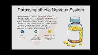 pharmacology autonomicnervoussystem medicalstudent medicaleducation [upl. by Luhar]