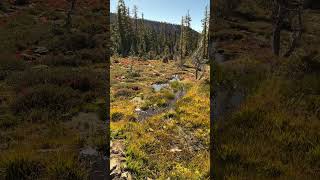 Panther Meadows Energy Vortex Mount Shasta shorts [upl. by Yehus50]