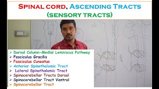 Spinal cord Ascending Tracts sensory tracts Fasciculus Gracilis Cuneatus Spinothalamic tracts [upl. by Allemaj]