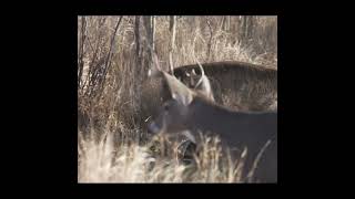 Whitetail Wednesdays  Giant Buck from Canadian Whitetail [upl. by Garmaise]