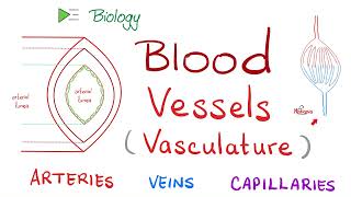 Blood 🩸 Vessels 🚢 Vasculature  Arteries Arterioles Capillaries Venules amp Veins  Biology [upl. by Zetram752]