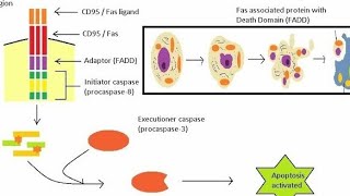 Apoptosis in Hindi  Introduction  Extrinsic Pathway [upl. by Bary414]