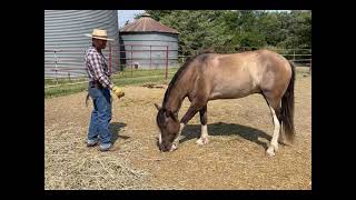 Leading A Horse By Each Hoof Part 2 of 6 [upl. by Bandur]