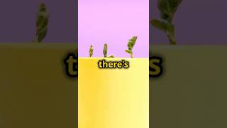 Myth Bigger pots make plants grow fastershortsshortvideoplantsfactsfunnyviralshortsviral go [upl. by Booth]