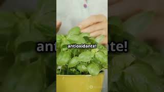 ¡Combate la Diabetes con Estas 6 Plantas [upl. by Sugden734]