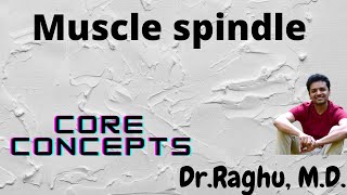 Muscle spindle  Stretch reflex  Neurophysiology  Alpha Gamma coactivation [upl. by Ahsym873]