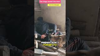 The dogs saved the man from the kidnapper 😱 voicereaction inenglish usa america [upl. by Trocki992]