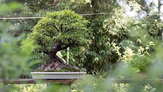 How to Make a Ficus Bonsai [upl. by Goran]