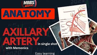 Axillary artery anatomy  Branches and Relations । MBBS Marvel। Mnemonics [upl. by Anceline]