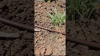 Drip irrigation  benefits for a vegetable garden shorts [upl. by Alban578]