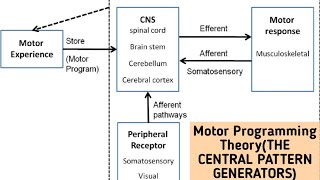 Motor Programming TheoryTHE CENTRAL PATTERN GENERATORSMotor Control Theories [upl. by Garneau]