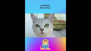 ประวัติสั้นๆแมวเบอร์มิลลา Burmilla shorts cat catlover เบอร์มิลลา cutecat animals [upl. by Aretak]