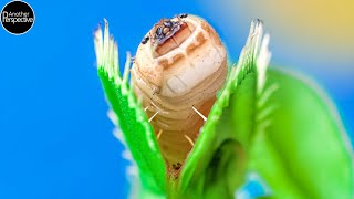 30 Days Venus Flytrap Digestion Time Lapse [upl. by Dyana]