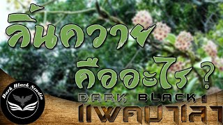 ลิ้นควาย คืออะไร  DarkBlack แพคมาเล่า [upl. by Grounds]