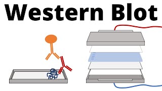 Western Blot  Protein Immunoblot explained [upl. by Ollie]