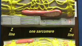 Sarcomere Model Sarcomere Structure [upl. by Odnomar]