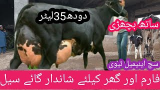 girlando cow on such animal tvgirlando cow price in Pakistangirlando cow farm gir cow [upl. by Hawley]