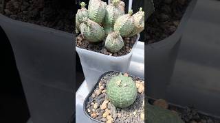 Euphorbia Obesa and Pseudoglobosa comparison euphorbia euphorbiaceae [upl. by Ecinaej]