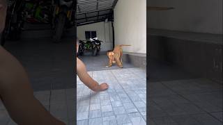 Bandog vs crab [upl. by Hsaniva]