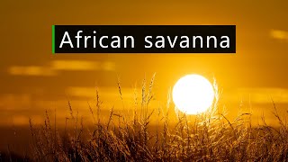 Sunset in the African bush  Nature and wildlife sounds [upl. by Eri]