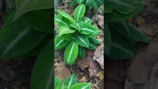 Spathiphyllum floribunda Silver Streak [upl. by Elleirol141]