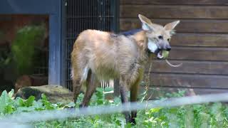 Mähnenwolf bei der Fütterung im Nbg Tiergarten [upl. by Enialedam]