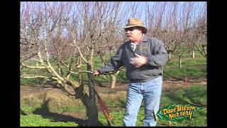 How To Graft A Fruit Tree [upl. by Dorella]