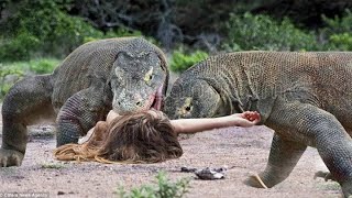 जब लड़की का सामना जंगली छिपकलियों से हुआ  When Humans Faced Komodo Dragons  Animals War Tv [upl. by Nylireg]