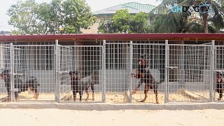 Intense Rottweilers fiercely protecting their Kennel [upl. by Nojid]