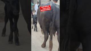 20 लीटर दूध की मुर्रा झोटी बिकाऊ चौधरी डेयरी फार्म श्रीगंगानगरmurrah buffalo trending shorts [upl. by Alam801]