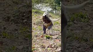 VVG The dog so smart 😚😚 pet vdog vdpets animals shorts funny [upl. by Yerffeg]