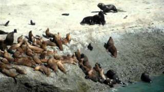 Sea lions fighting Argentina 200111 [upl. by Brady987]