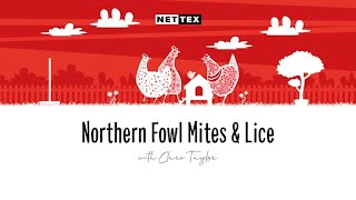 Northern Fowl Mite amp Lice with Clare Taylor and Nettex [upl. by Hilde]