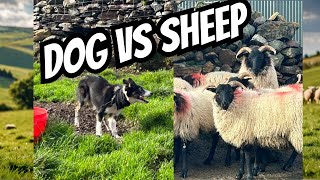 The Incredible Sheep Herding Skills of Working Dogs [upl. by Bourque]