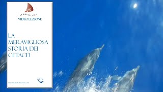 La meravigliosa storia dei cetacei [upl. by Sivraj3]