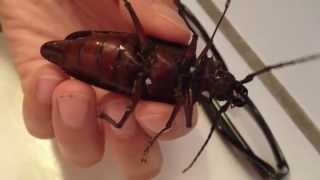 BIG COCKROACH Found in Las Vegas [upl. by Ayit]