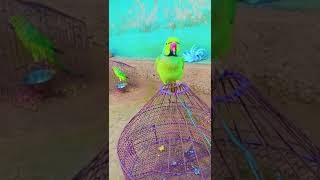 parrotvideo parrotlover parrots talkingparrot birds BobyVishnuOfficial [upl. by Feinberg]