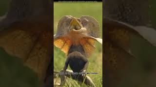 Frilled neck lizard facts sciencingfacts australia [upl. by Emlyn862]