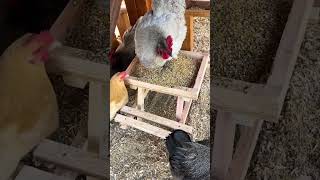 ORPINGTON CHICKEN HENS EATING FEED IN THE FEED BOX PetLoverSK9 [upl. by Airdnazxela]