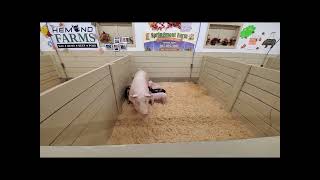 Fryeburg Fair 2022 swine Barn [upl. by Cornwall655]